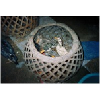 Duck in a basket,Laos.JPG